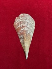 conchiglia PINNA NOBILIS 27 cm