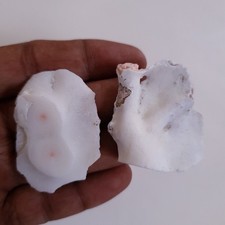 Pepita piatta di corallo