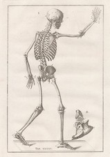 Scheletro Umano Skeleton / Eustachio Anatomia Medicina Incisione In Rame 1800.