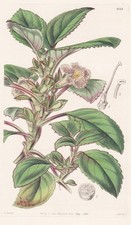 Drymonia Punctata Guatemala