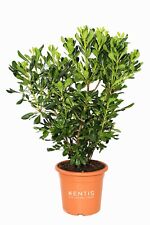 KENTIS - Pittosporum Tobira -