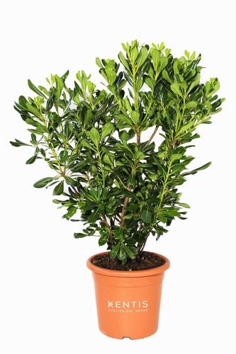 Kentis pittosporum tobira - kentis,