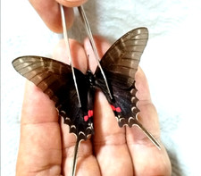 euritide filolao NERO