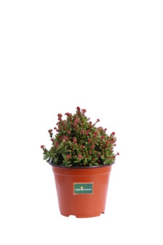 Pianta vera crassula - pianta,