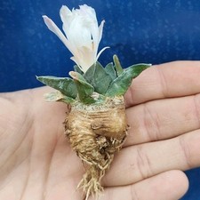 Ariocarpus retusus LH