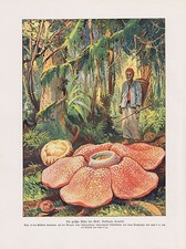 Rafflesia gigante Rafflesia