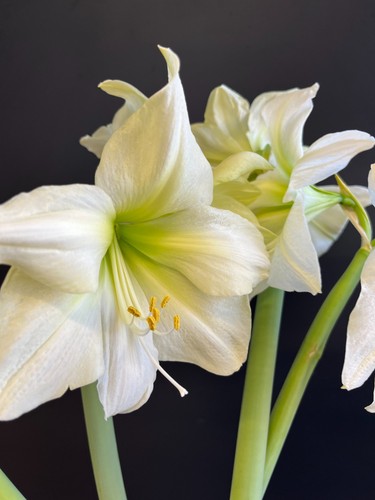 Bulbo hippeastrum lemon star - bulbo,