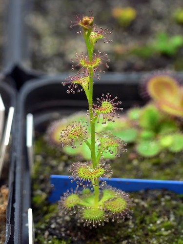 Drosera platypoda pianta - drosera,