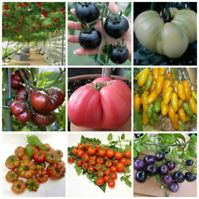 450 semi DI POMODORO RARO IN