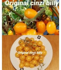 25 semi pomodoro datterino