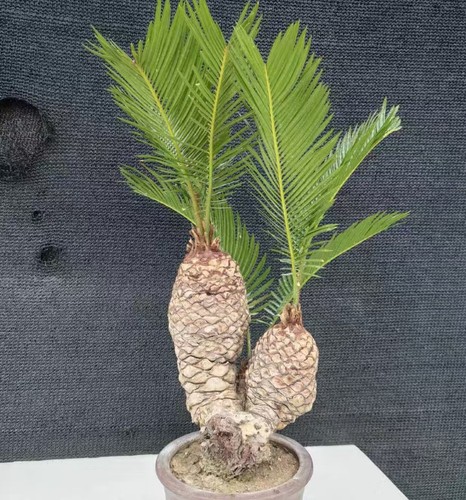 Cycas revoluta thunb - thunb, giappone
