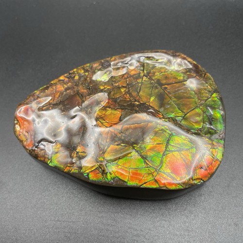 Fossile amolite autentico - fossile, di