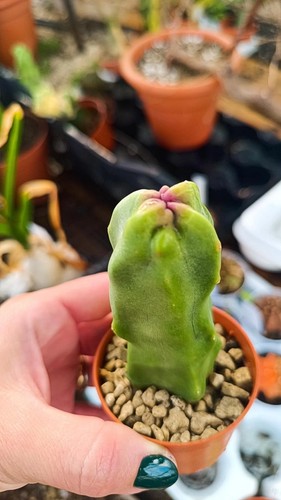 Lophocereus schottii minor - lophocereus, v.