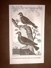 1813 Copper Engraving Neck