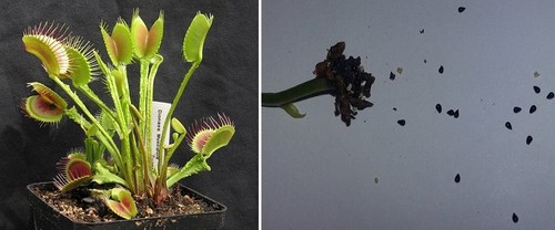 Semi dionaea muscipula - semi, (10)