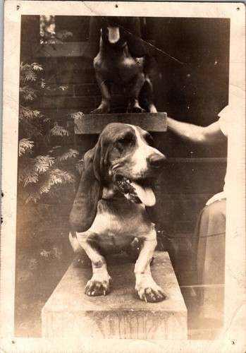 Vintage original photo basset - photo,