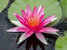 15 semi di Nymphaea NEWTON -