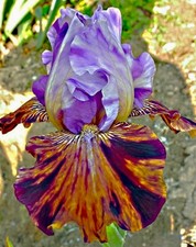 Iris TB, 'Audace' (Augusto