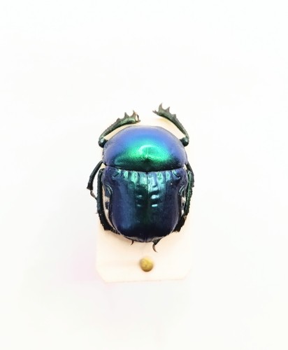 Entomology taxidermy - entomology,
