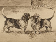 PETIT BASSET GRIFFON VENDEEN