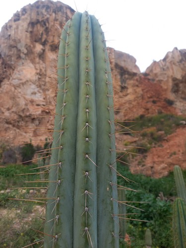 Cacti peruvianus guevara - 'guevara,, 50