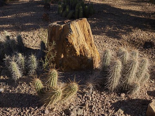 Phoenix arizona 2018 - arizona, giardino