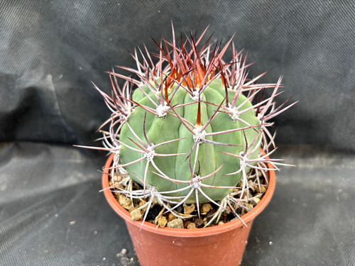 Denmoza rodacantha cactus - denmoza,