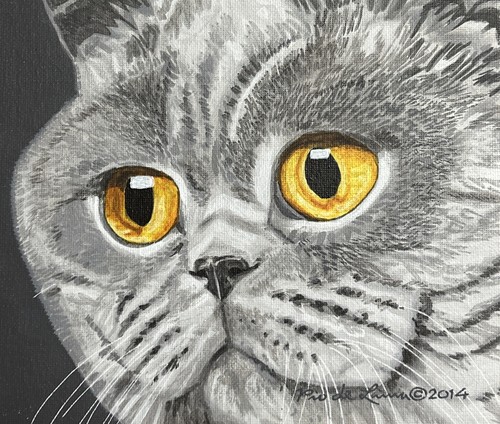 British shorthair cat - british,