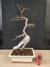 bonsai  di carpino   h 45 cm visita il negozio