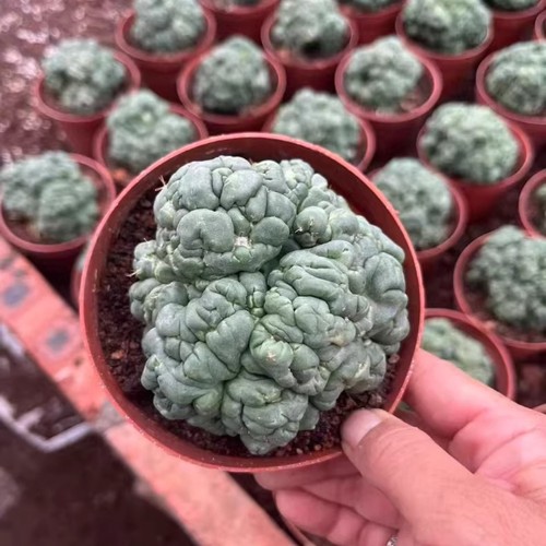 Pianta cactus succulenta 7 - cactus,
