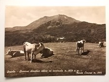 Sestola (Modena). Grazing cows