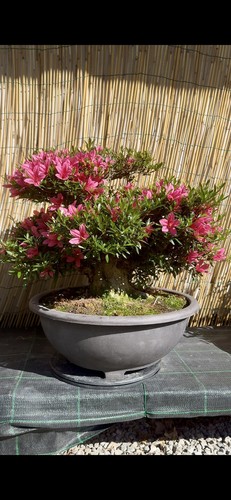 Pre bonsai azalea - pre,