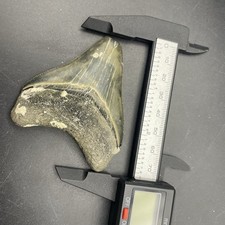 Megalodonte dente squalo - megalodonte,
