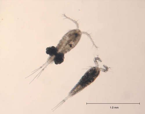 Cyclops ciclops copepodi - cyclops, ,