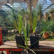 Dasylirion texanum, totale