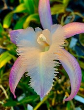 Cattleya David Sander ibrido