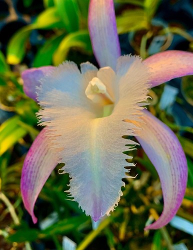 Cattleya david sander ibrido - david,