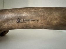Homo erectus femur (Trinil 3)