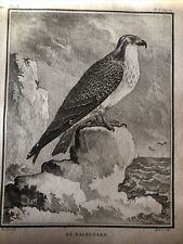 FALCONERIA ornitologia 1780 Buffon. “Falco Pescatore”