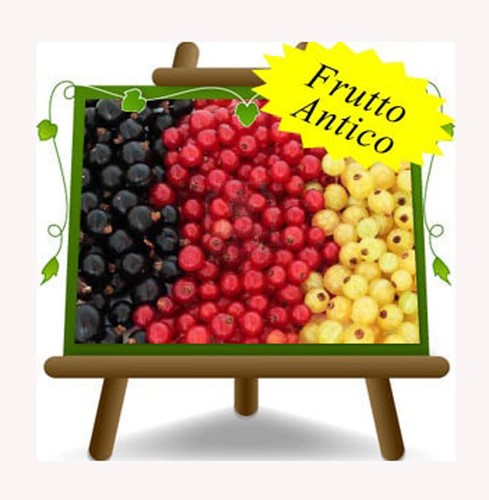 Ribes nero pianta frutto - ribes,