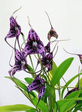 Orchidea Masdevallia Tramonto