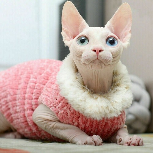 Sphynx gatto maglione jumper - gatto,