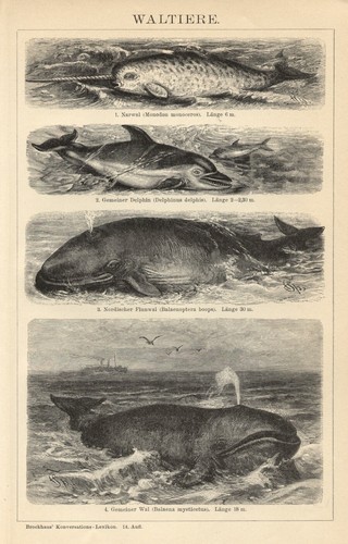 1889 balene delfino narvalo - delfino,
