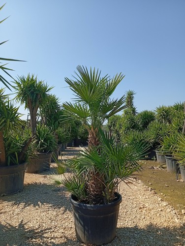 Palma nana chamaerops humilis - palma,