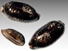 Cypraea testudinaria, Samar