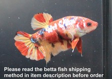 Live Betta Fish Pet Fantasia