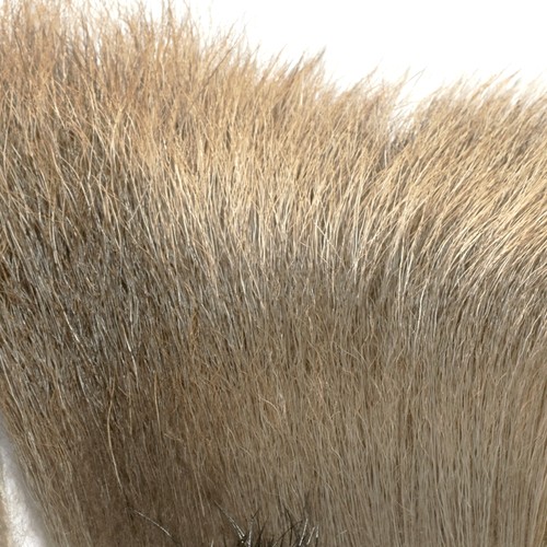 Capelli alce prodotto di - -,