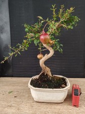 bonsai di melograno   h 38 cm