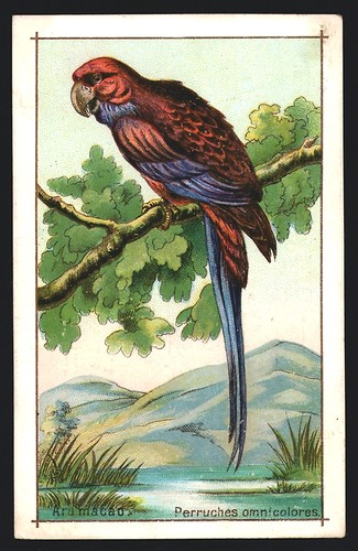 Figurina cicoria - cicoria, g