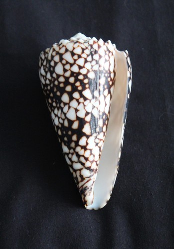 Huge banded marble cone - marble',